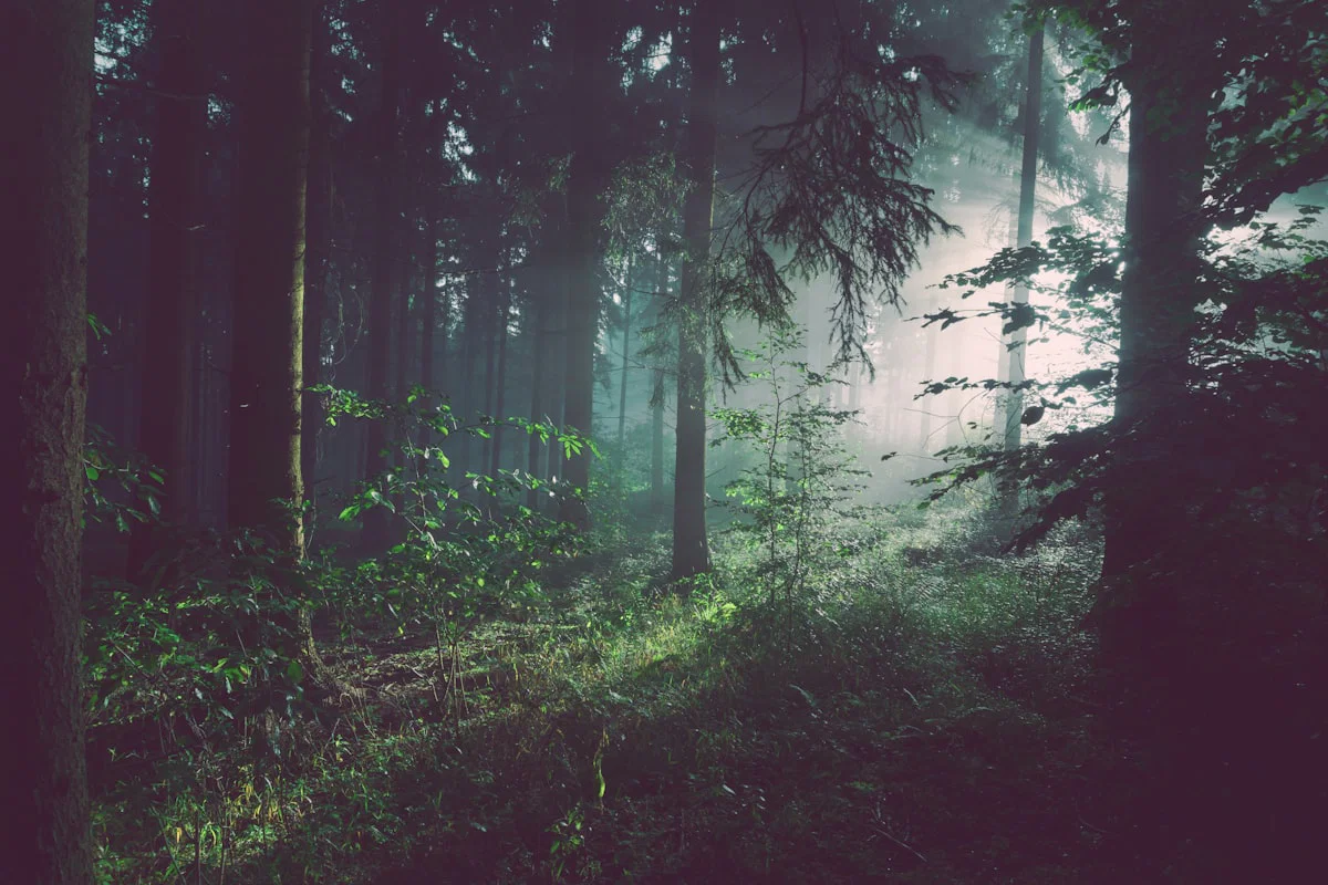 Sunlight through a misty forest