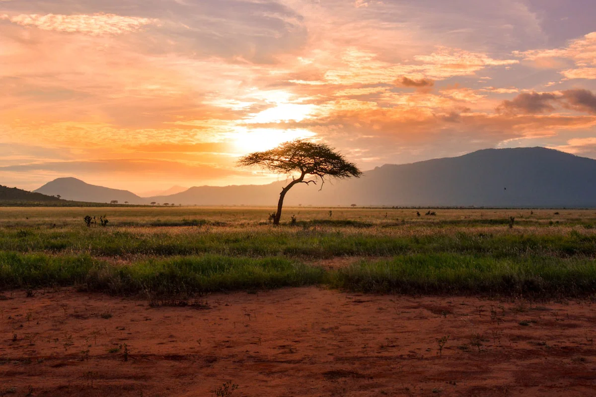 Acacia tree on the savanna at sunset