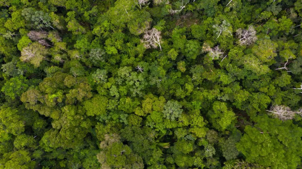 Overhead photograph of trees in the amazon